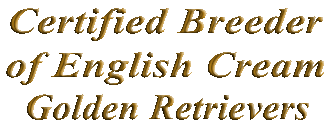 Certified Breeder of English Cream Golden Retrievers