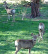 Range deer on the riding trails